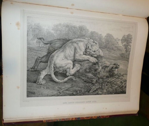 Ilustracja nr 163, aut. Snyders i Rubens